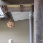 宇部市便利屋ジーケーサービス　川上　スズメバチの巣駆除