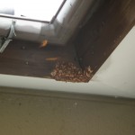 宇部市便利屋ジーケーサービス　川上　スズメバチの巣駆除